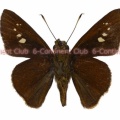 マラヤクロチャバネセセリ♂ (ボルネオ) Caltoris malaya malaya