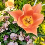 花のある暮らし