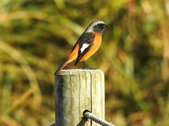 2025年11月7日の野鳥公園