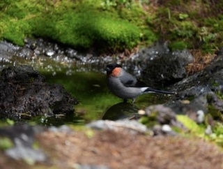 【野鳥スレ】富士山（5合目）行ってきたわ