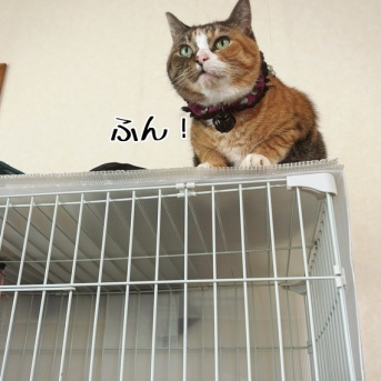 凛さん(三毛)という猫