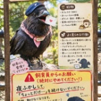 よしりんの つれづれなるままに…