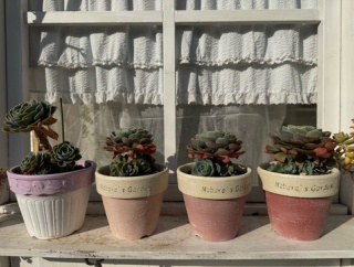 ＊寒波が襲う寒さに強い植物たち