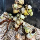 今季初入荷！オカヤドカリ!