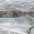 「ソラマメ」の生育状況と防寒対策を行った。！！