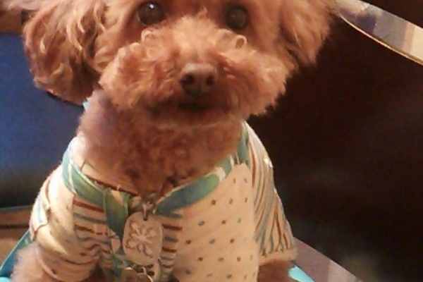 犬とうしすけの焼き肉日和inお台場 Twitter