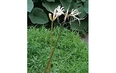 『白彼岸花。過ぐ世現つ世紡ぐ糸MM533』の画像