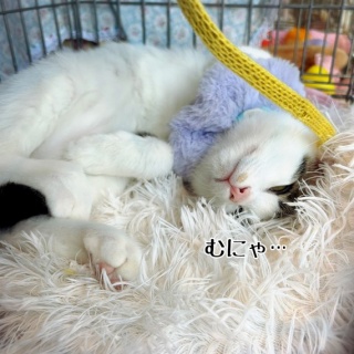 猫とお酒と日々のこと