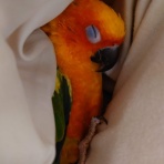 コではじまるインコ