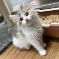 スコティッシュフォールド