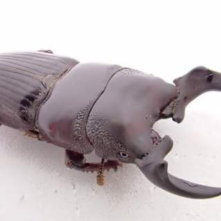 クワガタ備忘録