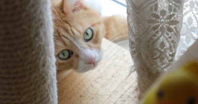 カーテンの向こうの猫。
