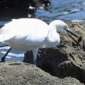 2026年7月10日の野鳥公園