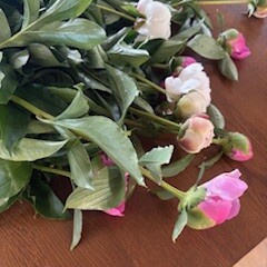 芍薬だらけ。