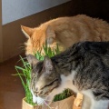 ねこ草