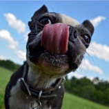 『犬と手をつなぐように、これは技術なんです』の画像
