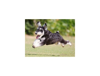 7-16-1　春木　スクくん　1歳　南あわじドッグラン・飛行犬撮影所にて