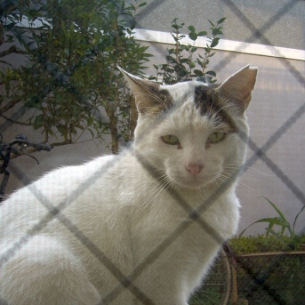 やさしいねこ　１５