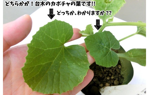 追記 メロンの接木苗 台木を育てていませんか 関西最大級の園芸会社 国華園 畑から台所まで