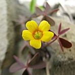 秋田野の花　道の花