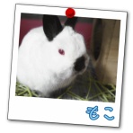 ヒマラヤン大好き　