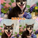 【トリミングブログ】こんにちは！