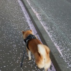 柴わんこと暮らす日々