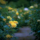 『ドン底から這いあがるしかない』の画像