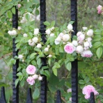 M'S　PLANNING （エムズ･プランニング） スタッフブログ