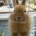 はなのみみくろのはな