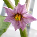 Heyモーの家庭菜園を楽しむ