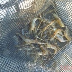 tabe's Fishing blog