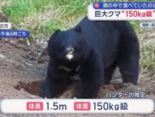 岩手で“150キロ級”巨大ツキノワグマが出没