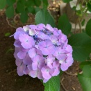 なんとなく涼しい