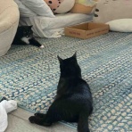 ハワイネコ ブログ