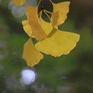 10月の Southern Winds