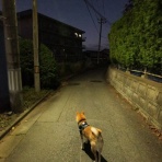 柴わんこと暮らす日々