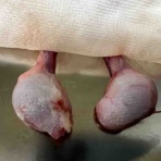 風の動物病院のブログ