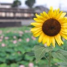 Lotus Field(同志社前駅・2026年8月某日) その2