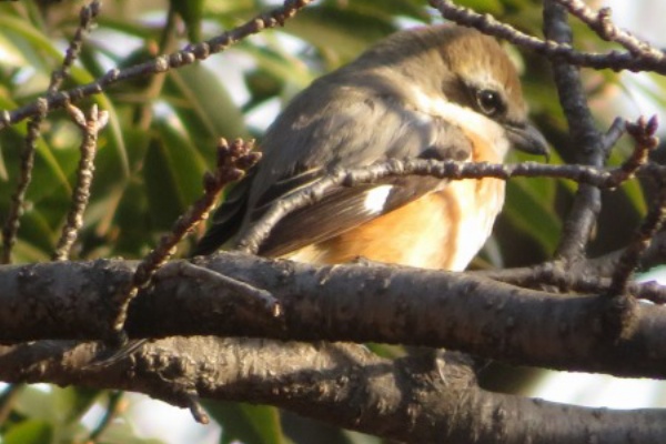 鳥見のモズやん おらおら日記 逆襲編