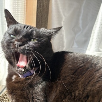 【猫写真】今日も猫たちは窓際で日向ぼっこ