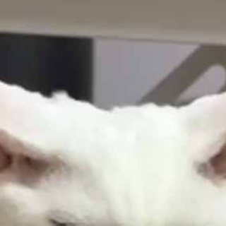 猫の動画 ねこわん！