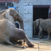 媛ちゃんゴロンゴロン♪