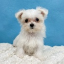 今週入舎のわんちゃん達🐶🐾