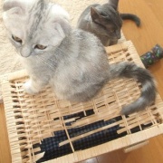 猫が噛んだもので一番高かったものは何？