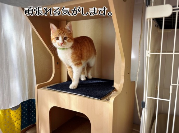 ルーローくんの放牧開始