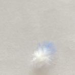 きゅるきゅるインコの日記