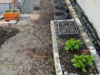 庭の手入れとランチ