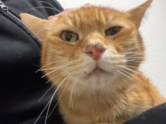 猫の鼻の黒ずみ　20260909