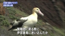 尖閣諸島でアホウドリ調査へ……学術調査だから問題ないよな